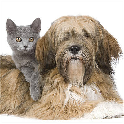 Wall Art - Photograph - Lhasa Apso And Chartreux Kitten by Jean-Michel Labat