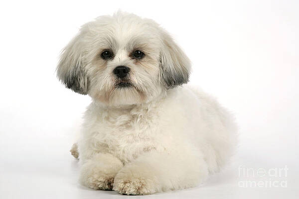 Wall Art - Photograph - Lhasa Apso by John Daniels