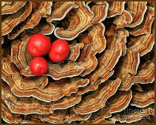 lichen and berries by Bobbie Turner lichen and berries by Bobbie Turner