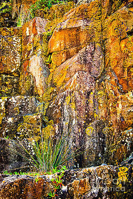 Lichen covered rock face at Bombo by Peter Kneen Lichen covered rock face at Bombo by Peter Kneen