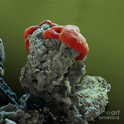 Wall Art - Photograph - Lichen Sem by Eye of Science