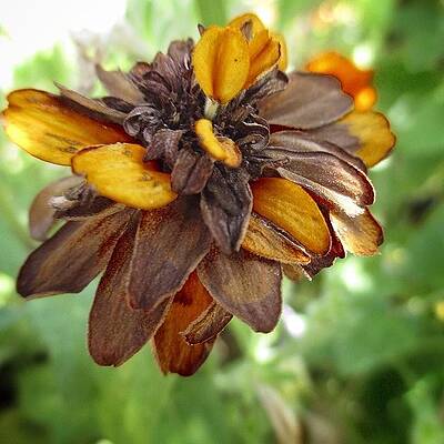 Wall Art - Photograph - Life And Death --- Check Out More Of My by Mark David Gerson