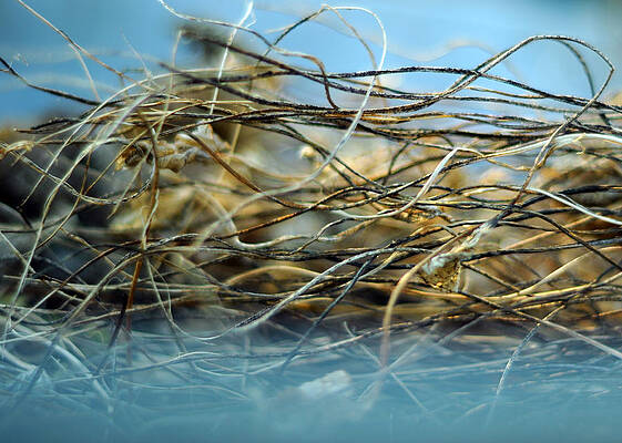 Wall Art - Photograph - Life is in Motion by Rebecca Sherman