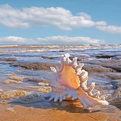 Wall Art - Photograph - Life's a Beach - Murex Ramosus Seashell - Square by Gill Billington