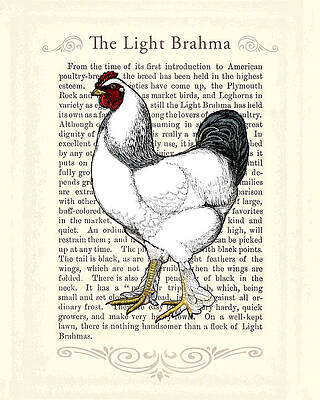 Brahma hen, Chicken breed by Anonymous