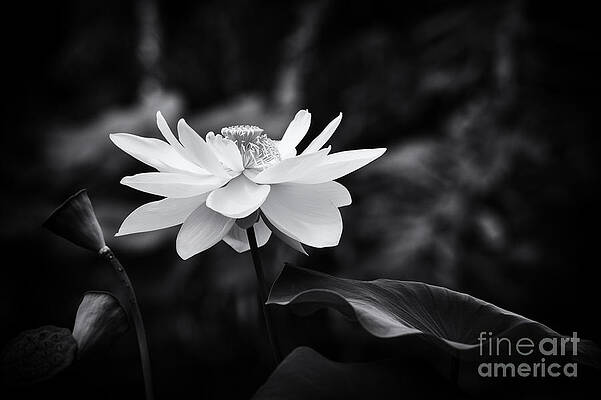Wall Art - Photograph - Light in Dark Spaces by Tim Gainey