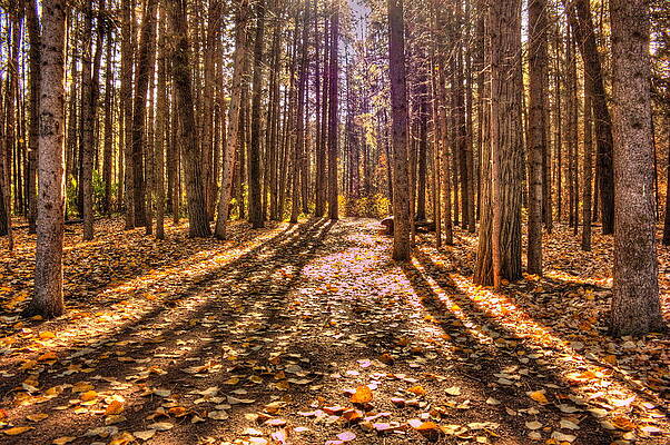 Light in the Forest by Jim Sauchyn