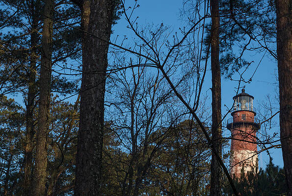 Wall Art - Photograph - Light in the Trees by Photographic Arts And Design Studio