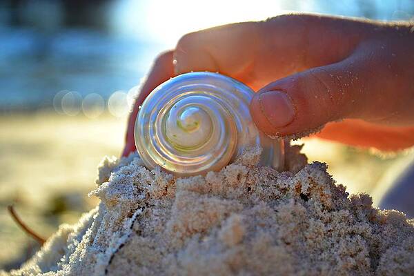 Wall Art - Photograph - Light Of Creation by Laura Fasulo