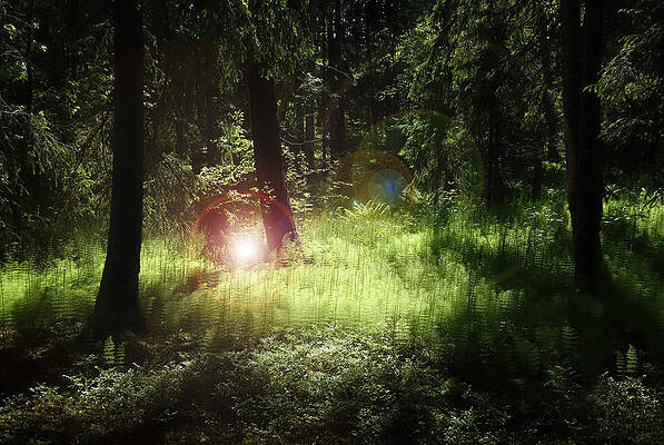 Light of the Forest by Dreamland Media Light of the Forest by Dreamland Media