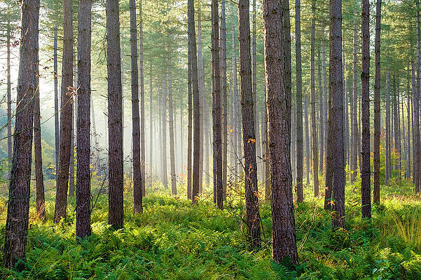 Wall Art - Photograph - Light Rays Through Trees In Hoge Kempen by Jason Langley