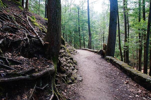 Wall Art - Photograph - Light the Path by Mike Murdock