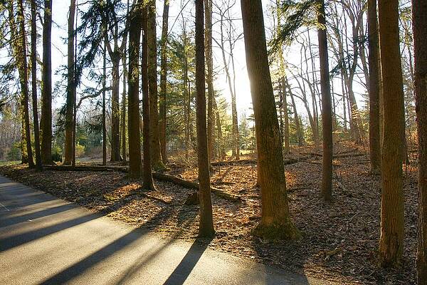 Wall Art - Photograph - Light the Way by Mike Murdock
