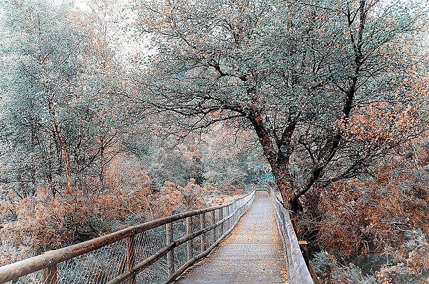 Wall Art - Photograph - Light Way. Glendalough. Nature in Alien Skin by Jenny Rainbow