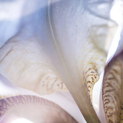 Wall Art - Photograph - Light Within 1. Macro Iris Series by Jenny Rainbow