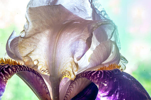 Wall Art - Photograph - Light Within 2. Macro Iris Series by Jenny Rainbow