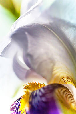 Wall Art - Photograph - Light Within. Macro Iris Series by Jenny Rainbow