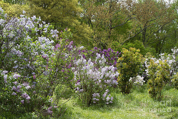 Wall Art - Photograph - Lilacs 1 by Chris Scroggins
