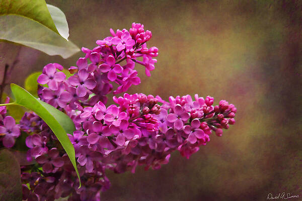 Lilacs by David Simons