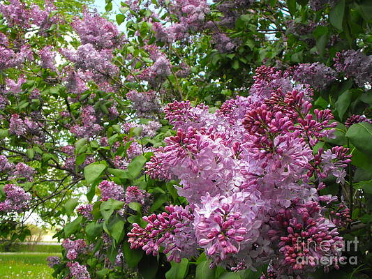 Lilacs by Erick Schmidt Lilacs by Erick Schmidt