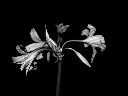 Lily at Night by Samuel James Lily at Night by Samuel James