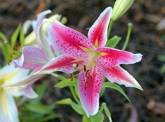Lily by Joseph C Hinson Lily by Joseph C Hinson