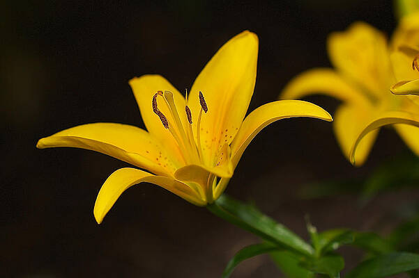 Lily - Lis by Nature and Wildlife Photography Lily - Lis by Nature and Wildlife Photography