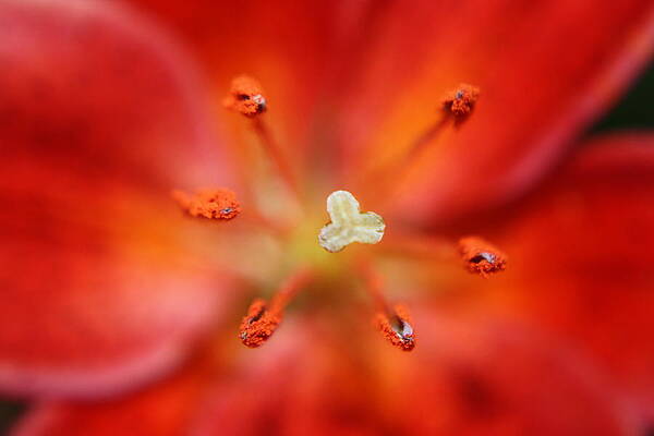 Lily Macro in Red by JB Stran Lily Macro in Red by JB Stran