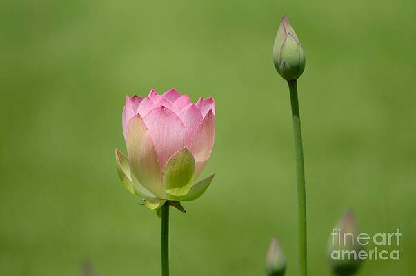 Lily by Miguel Celis Lily by Miguel Celis
