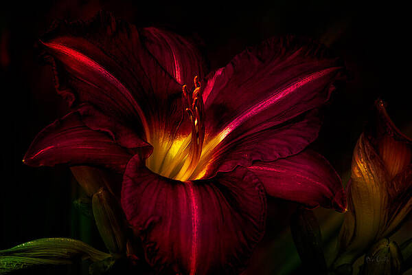 Wall Art - Photograph - Lily Number Nine by Bob Orsillo