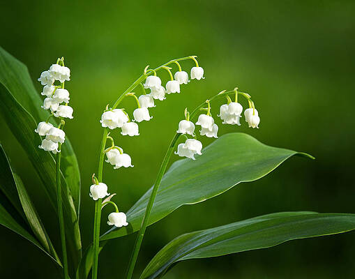 Lily of the Valley by Carolyn Derstine Lily of the Valley by Carolyn Derstine
