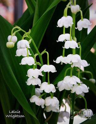 Lily of the Valley by Lainie Wrightson Lily of the Valley by Lainie Wrightson