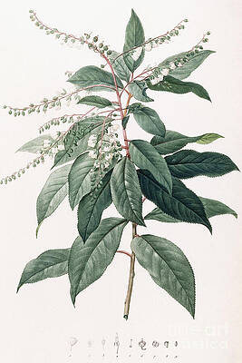 Wall Art - Painting - Lily of the Valley Tree by Pierre Joseph Redoute