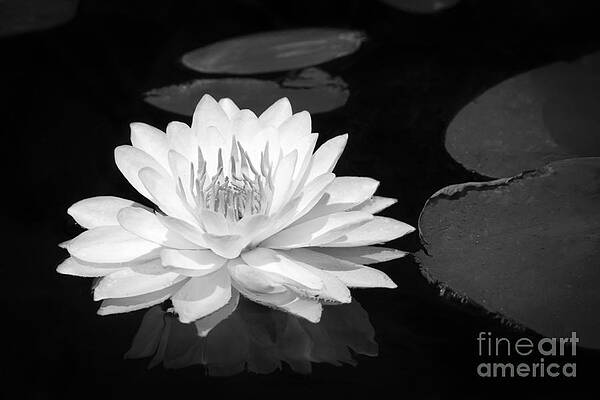 Wall Art - Photograph - Lily on the water by Lori Dobbs