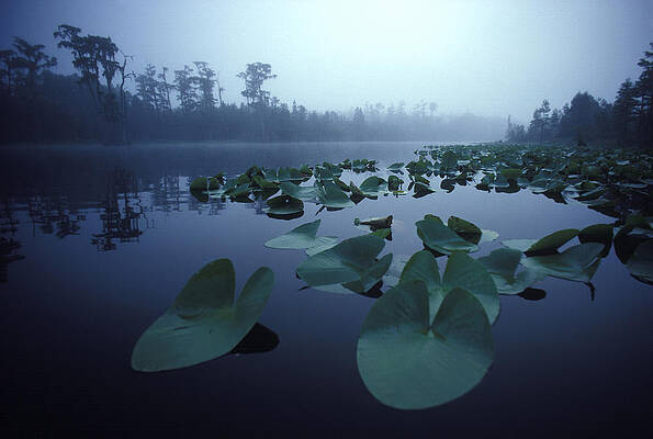 Wall Art - Photograph - Lily Pads Dot A Pond Shrouded In Early by Jose Azel