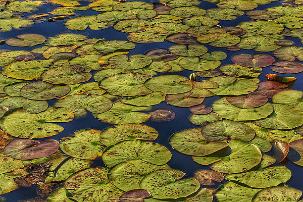 Wall Art - Photograph - Lily Pads by Kathi Isserman