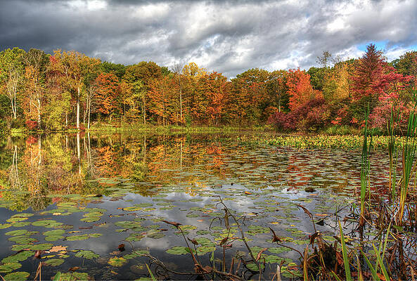 Lily Pads on Foster Pond by At Lands End Photography Lily Pads on Foster Pond by At Lands End Photography