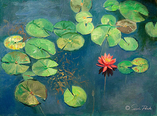 Lily Pond with Pink Flower by Sarah Parks Lily Pond with Pink Flower by Sarah Parks