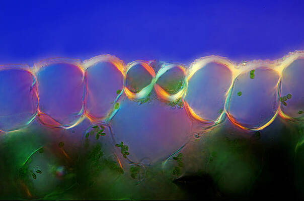Wall Art - Photograph - Lily Stalk Tissues With Stomata, Lm by Marek Mis