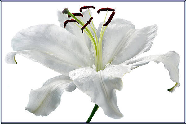 Lily White. by Terence Davis Lily White. by Terence Davis