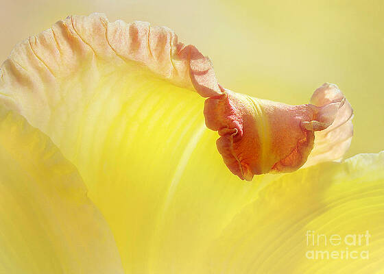 Wall Art - Photograph - Lily With The Fringe On Top  by Kathi Mirto