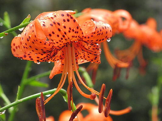 Wall Art - Photograph - Lily With Raindrops by Alfred Ng