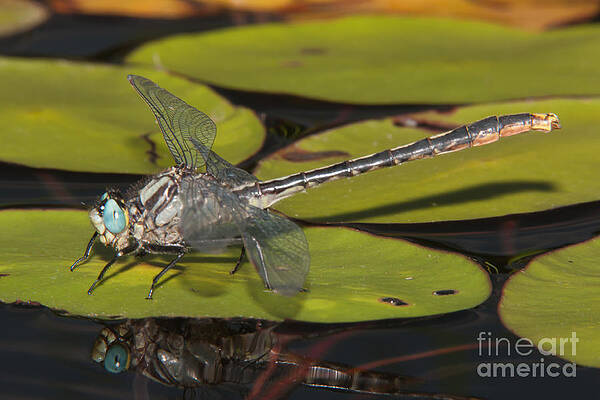 Wall Art featuring the photograph Lilypad Clubtail On A Lily Pad by Clarence Holmes