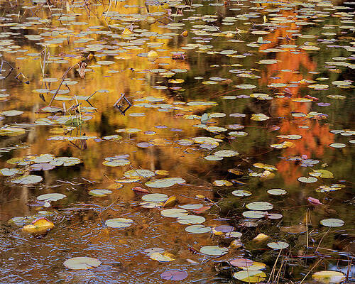 Wall Art - Photograph - Lilypads and Reflection-H by Tom Daniel