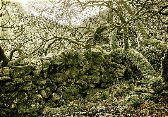 Limestone wall Monyash by Jerry Daniel Limestone wall Monyash by Jerry Daniel