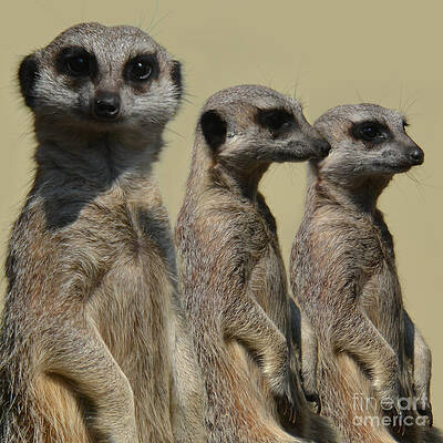Line dancing meerkats - simples by Paul Davenport Line dancing meerkats - simples by Paul Davenport
