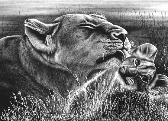 Wall Art - Drawing - Lion and Cub by Jerry Winick