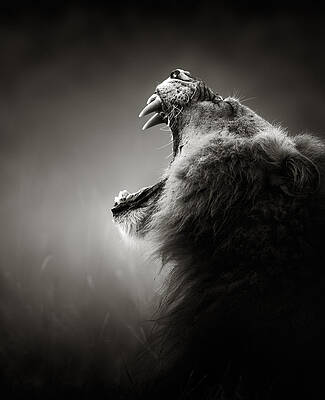 Wall Art - Photograph - Lion displaying dangerous teeth by Johan Swanepoel
