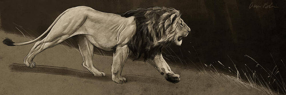 Wall Art - Digital Art - Lion Sketch by Aaron Blaise