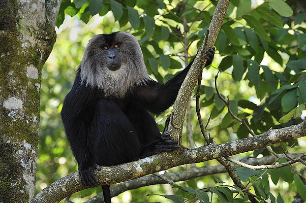 Wall Art - Photograph - Lion-tailed Macaque In Tree India by Thomas Marent